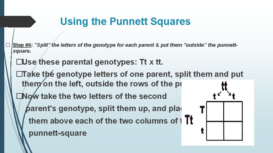 Using the Punnett Squares � Step #4: "Split" the letters of the genotype for
