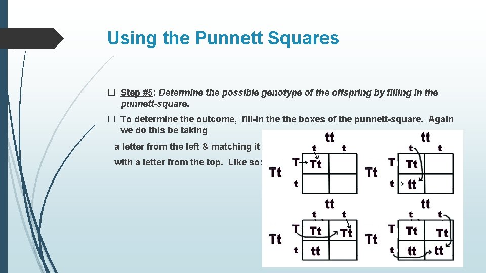 Using the Punnett Squares � Step #5: Determine the possible genotype of the offspring