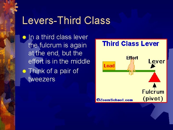 Levers-Third Class In a third class lever the fulcrum is again at the end,