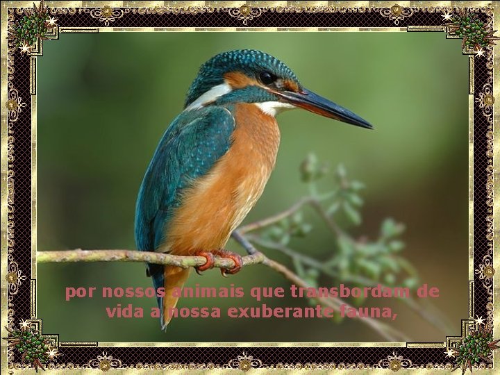 por nossos animais que transbordam de vida a nossa exuberante fauna, 