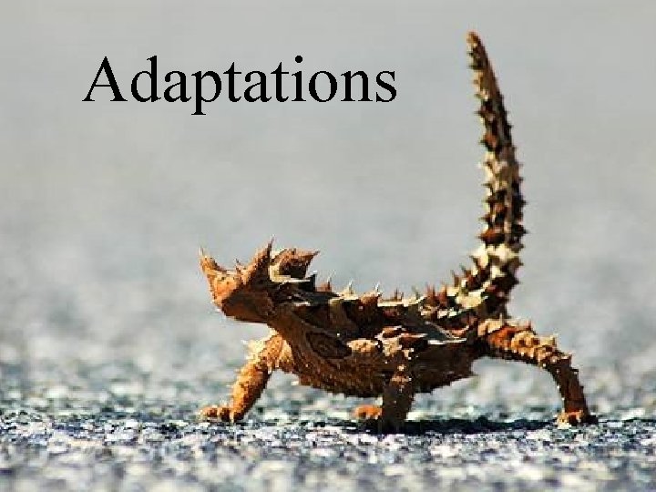 Adaptations 