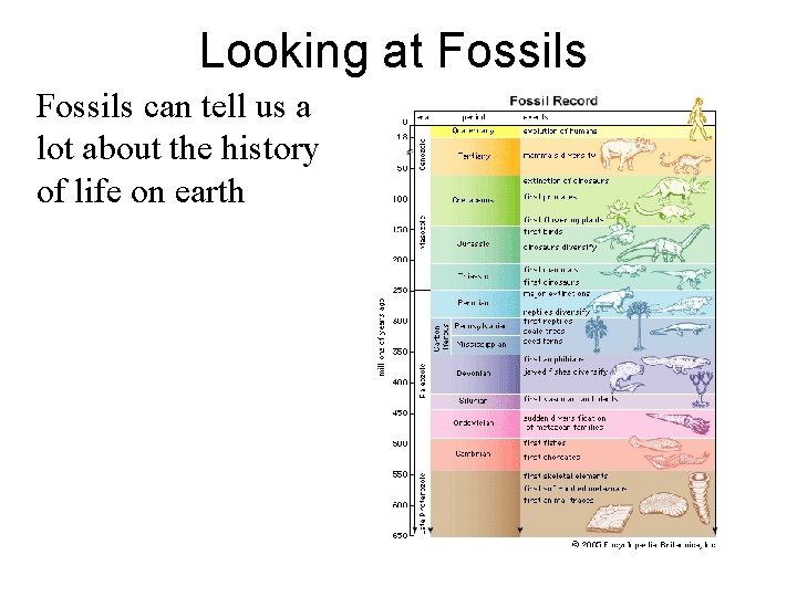 Looking at Fossils can tell us a lot about the history of life on