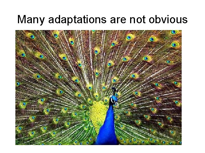 Many adaptations are not obvious 