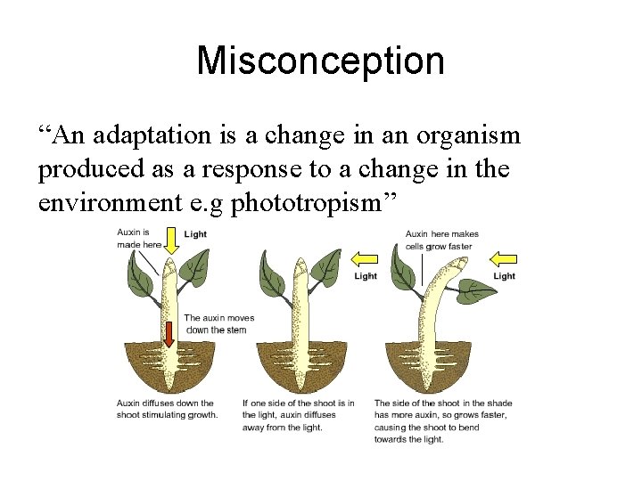 Misconception “An adaptation is a change in an organism produced as a response to