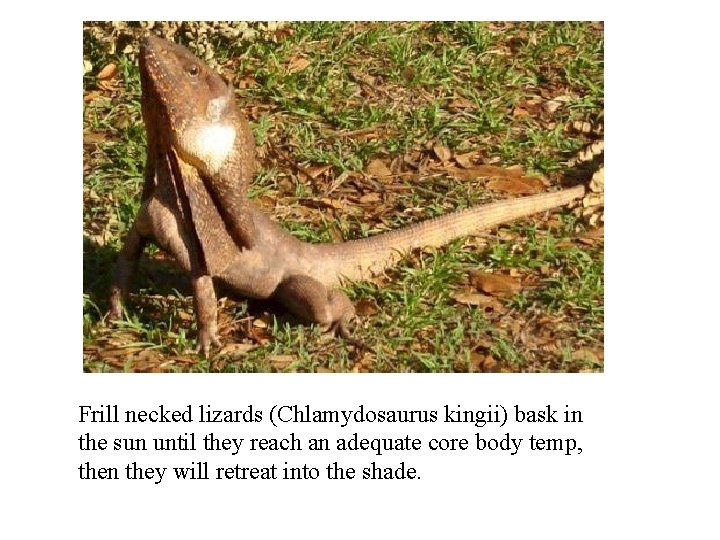 Frill necked lizards (Chlamydosaurus kingii) bask in the sun until they reach an adequate