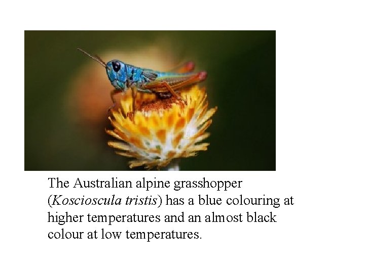 The Australian alpine grasshopper (Koscioscula tristis) has a blue colouring at higher temperatures and
