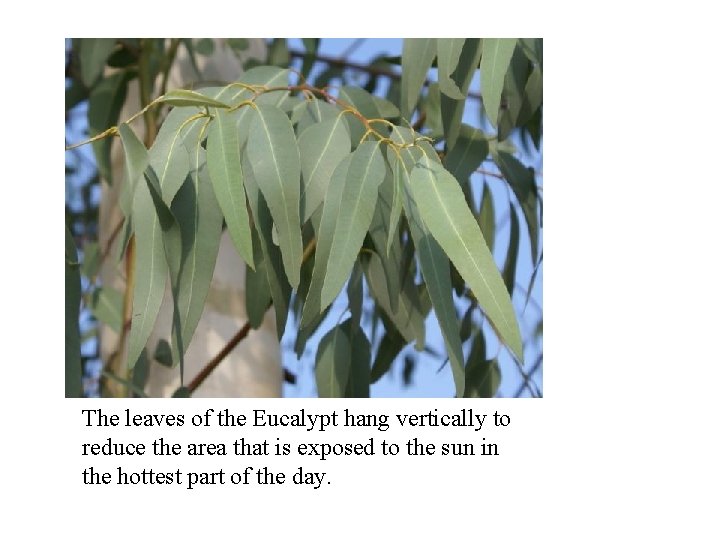 The leaves of the Eucalypt hang vertically to reduce the area that is exposed