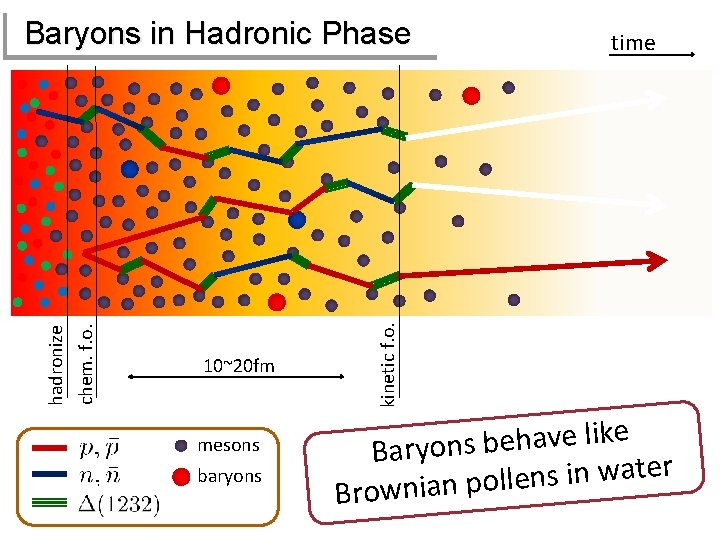 10~20 fm mesons baryons time kinetic f. o. chem. f. o. hadronize Baryons in