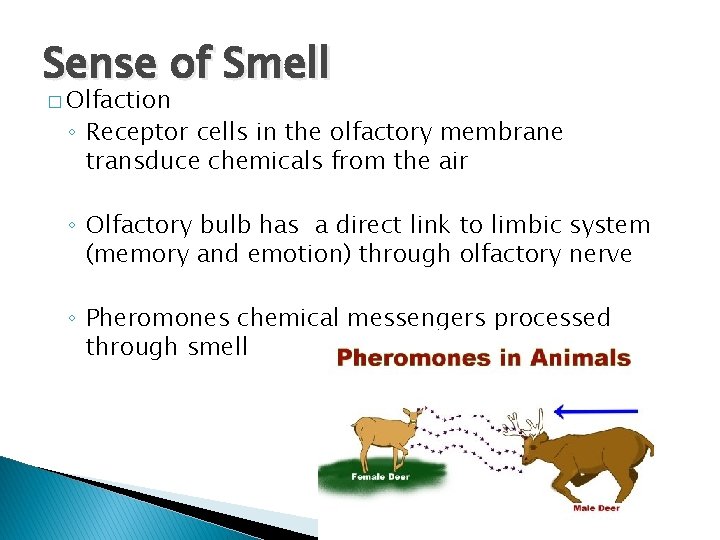 Sense of Smell � Olfaction ◦ Receptor cells in the olfactory membrane transduce chemicals