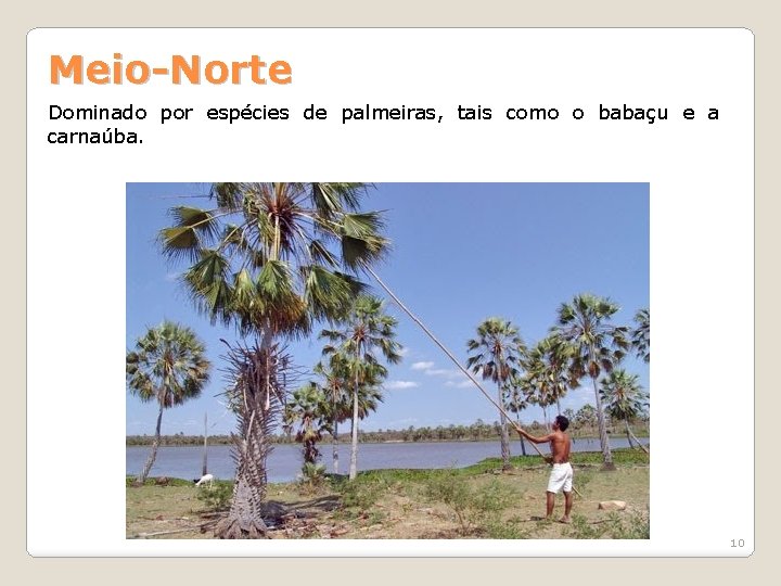 Meio-Norte Dominado por espécies de palmeiras, tais como o babaçu e a carnaúba. 10