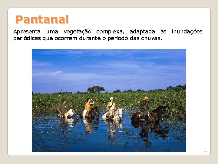 Pantanal Apresenta uma vegetação complexa, adaptada às inundações periódicas que ocorrem durante o período