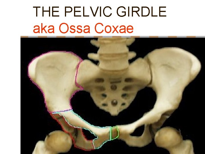 THE PELVIC GIRDLE aka Ossa Coxae n 