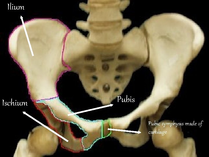 Ilium n Ischium Pubis Pubic symphysis made of cartilage 