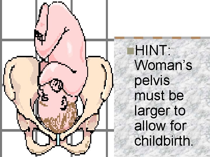 n. HINT: Woman’s pelvis must be larger to allow for childbirth. 