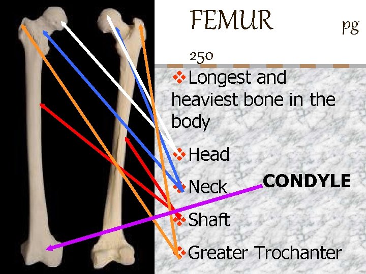 FEMUR pg 250 n v. Longest and heaviest bone in the body v. Head