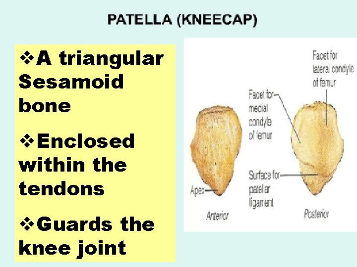 v. A triangular Sesamoid bone v. Enclosed within the tendons v. Guards the knee