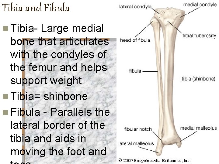 Tibia and Fibula n Tibia- Large medial bone that articulates with the condyles of