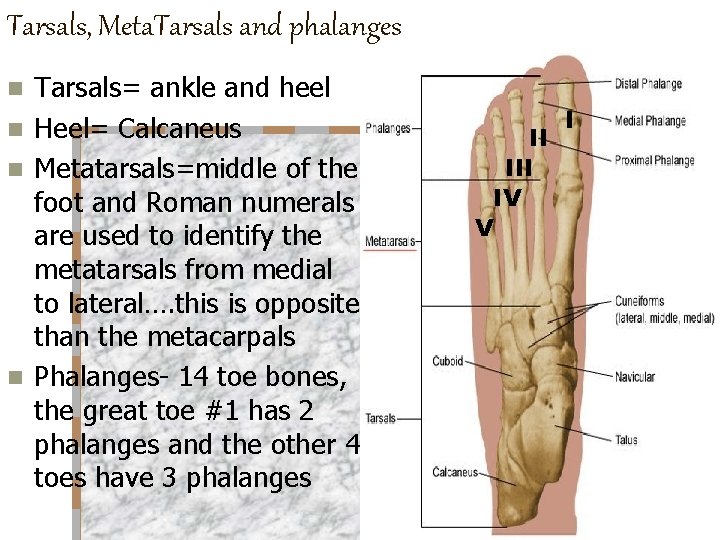 Tarsals, Meta. Tarsals and phalanges Tarsals= ankle and heel n Heel= Calcaneus n Metatarsals=middle