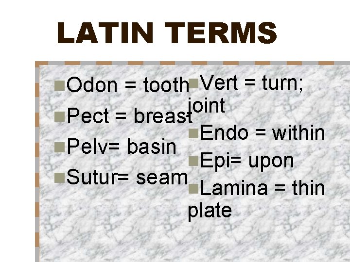 LATIN TERMS = toothn. Vert = turn; joint n. Pect = breast n. Endo