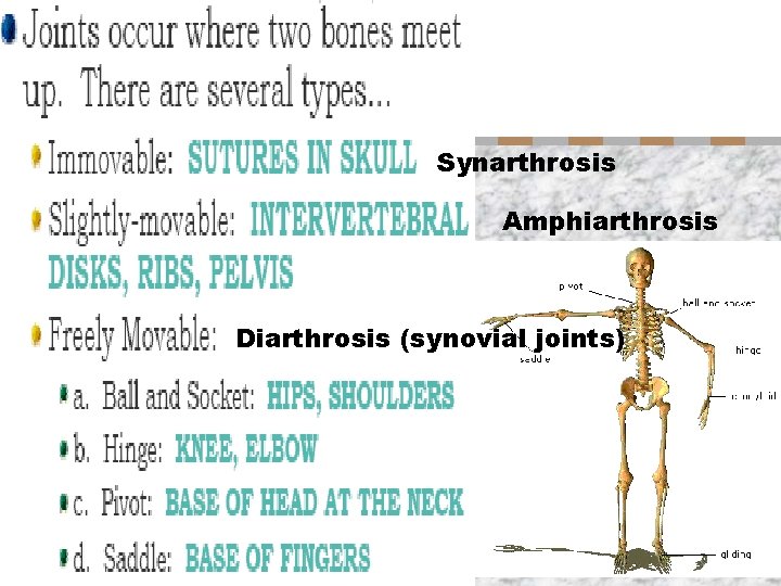 Synarthrosis Amphiarthrosis Diarthrosis (synovial joints) 