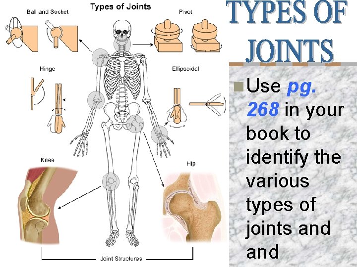 n Use pg. 268 in your book to identify the various types of joints