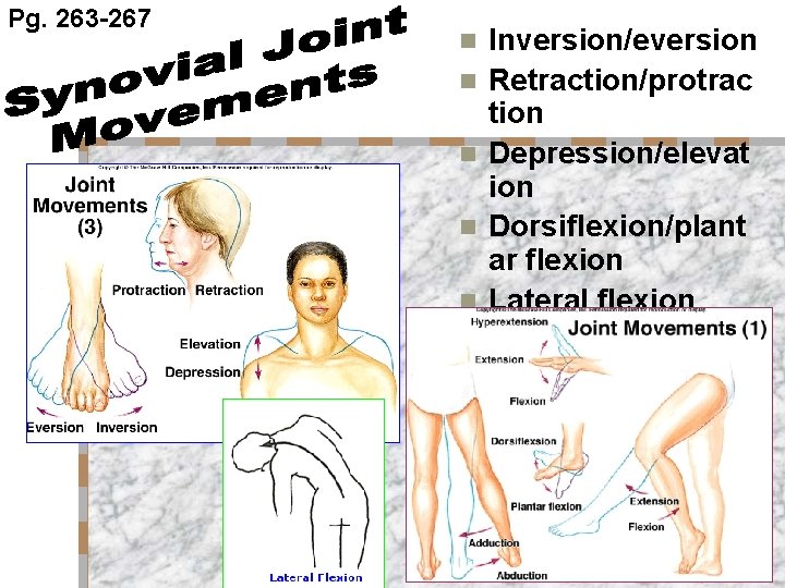 Pg. 263 -267 n n n Inversion/eversion Retraction/protrac tion Depression/elevat ion Dorsiflexion/plant ar flexion