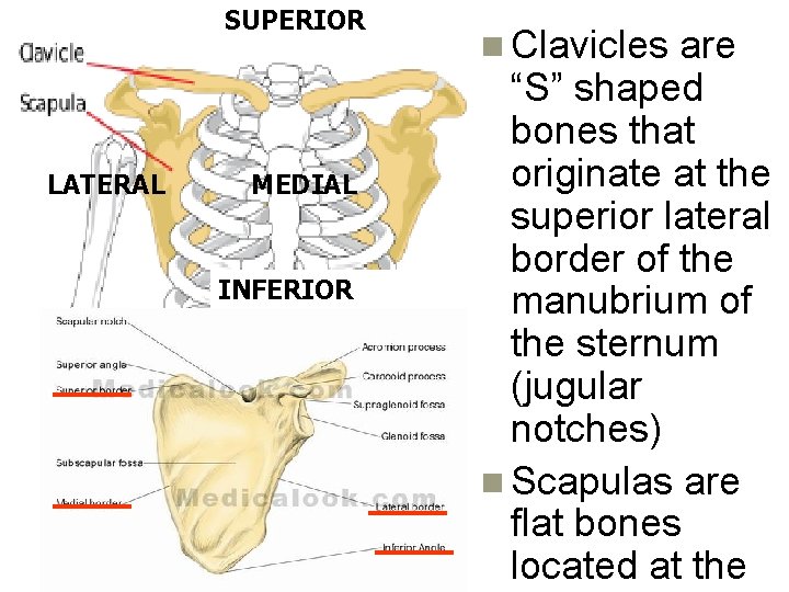 SUPERIOR LATERAL MEDIAL INFERIOR n Clavicles are “S” shaped bones that originate at the