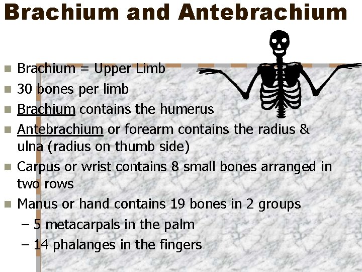 Brachium and Antebrachium n n n Brachium = Upper Limb 30 bones per limb