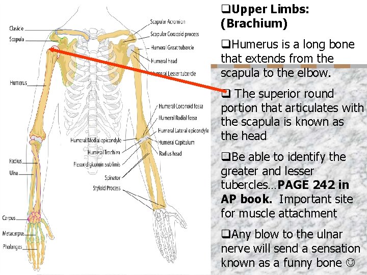 q. Upper Limbs: (Brachium) q. Humerus is a long bone that extends from the