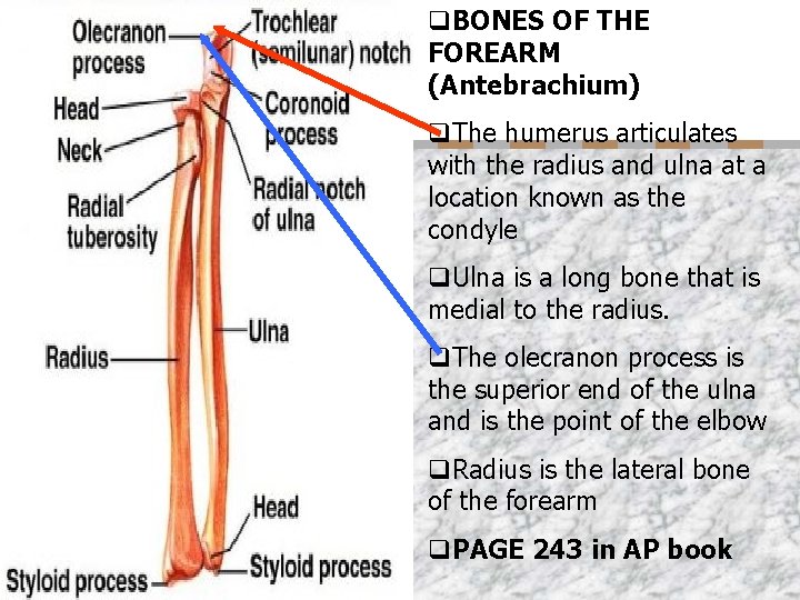 q. BONES OF THE FOREARM (Antebrachium) n q. The humerus articulates with the radius