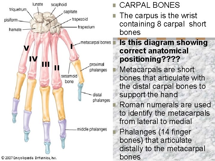 n n V IV I II n n CARPAL BONES The carpus is the