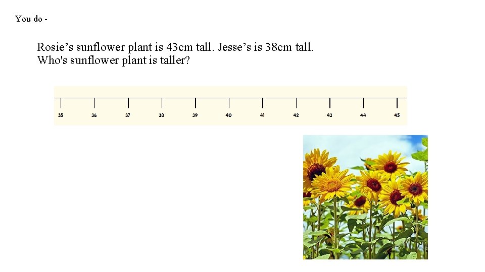 You do - Rosie’s sunflower plant is 43 cm tall. Jesse’s is 38 cm