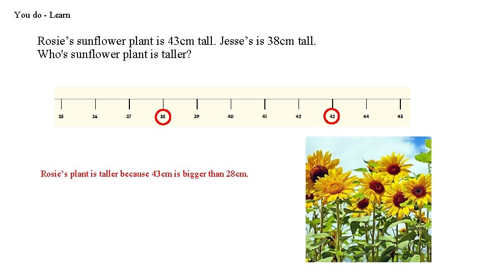 You do - Learn Rosie’s sunflower plant is 43 cm tall. Jesse’s is 38