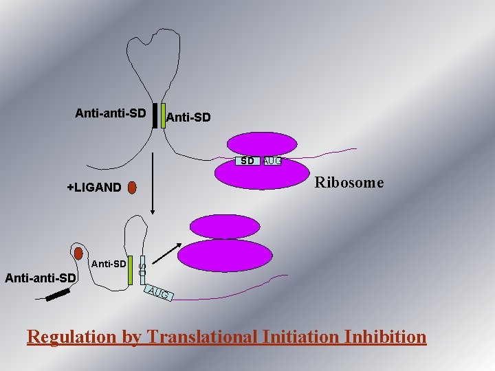 Anti-anti-SD Anti-SD SD AUG Ribosome +LIGAND Anti-anti-SD SD Anti-SD AUG Regulation by Translational Initiation