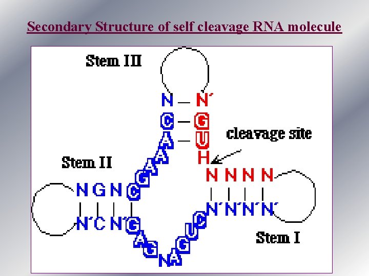 Secondary Structure of self cleavage RNA molecule 