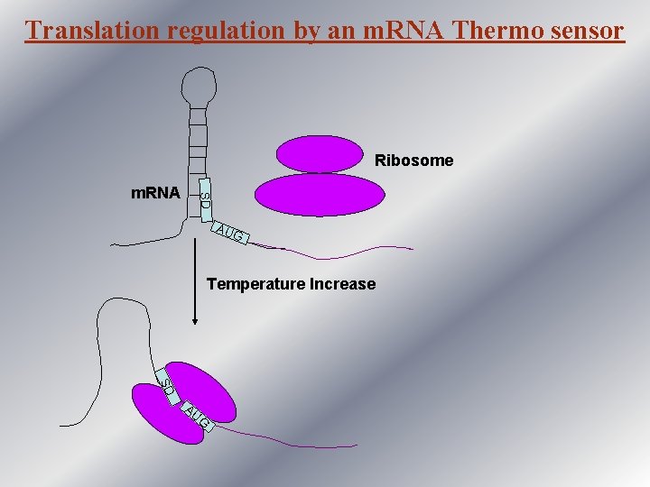 Translation regulation by an m. RNA Thermo sensor Ribosome SD m. RNA AU G
