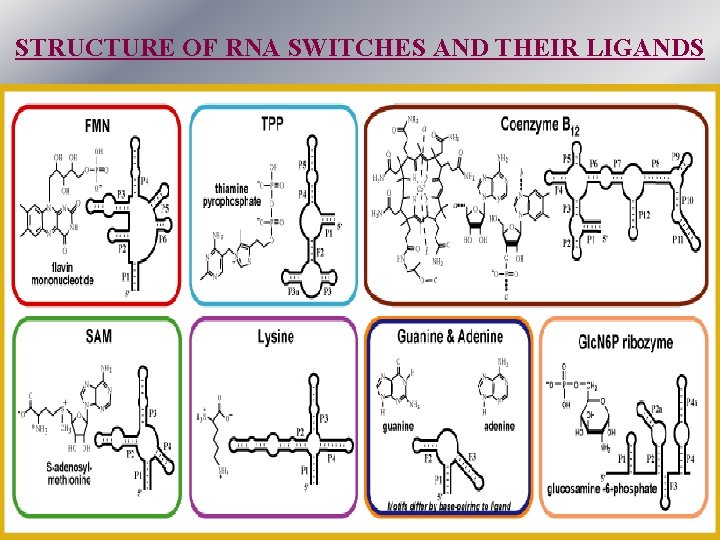 STRUCTURE OF RNA SWITCHES AND THEIR LIGANDS 