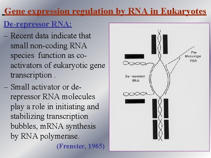 Gene expression regulation by RNA in Eukaryotes De-repressor RNA: – Recent data indicate that