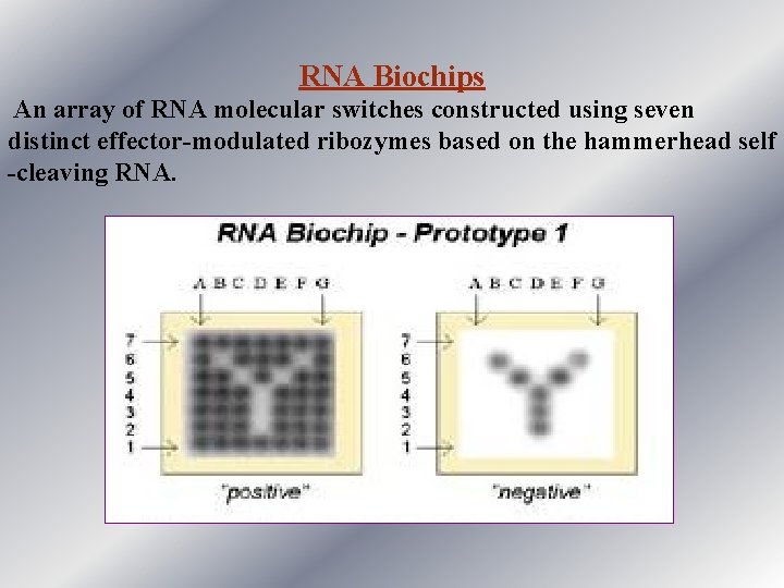 RNA Biochips An array of RNA molecular switches constructed using seven distinct effector-modulated ribozymes