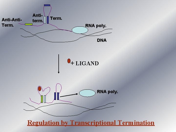 Anti-Anti. Term. Antiterm. Term. RNA poly. DNA + LIGAND RNA poly. Regulation by Transcriptional