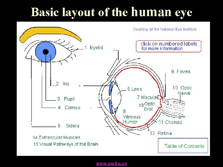 Basic layout of the human eye www. yorku. ca 
