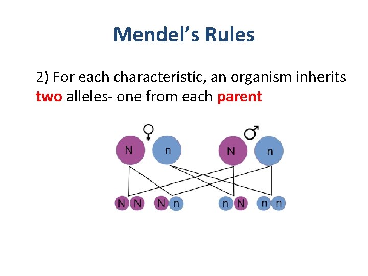 Mendel’s Rules 2) For each characteristic, an organism inherits two alleles- one from each