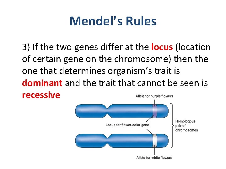 Mendel’s Rules 3) If the two genes differ at the locus (location of certain