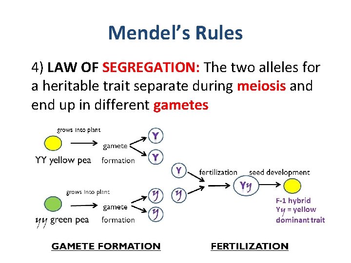 Mendel’s Rules 4) LAW OF SEGREGATION: The two alleles for a heritable trait separate