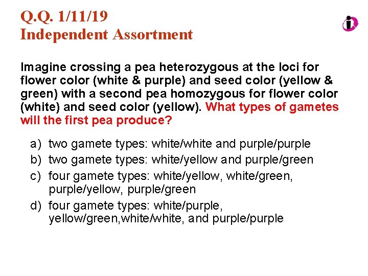 Q. Q. 1/11/19 Independent Assortment Imagine crossing a pea heterozygous at the loci for