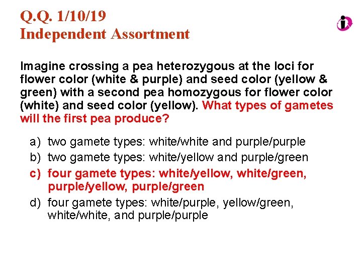 Q. Q. 1/10/19 Independent Assortment Imagine crossing a pea heterozygous at the loci for