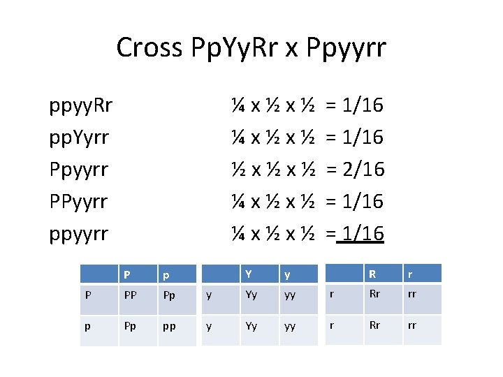 Cross Pp. Yy. Rr x Ppyyrr ppyy. Rr pp. Yyrr Ppyyrr PPyyrr ppyyrr ¼x½x½