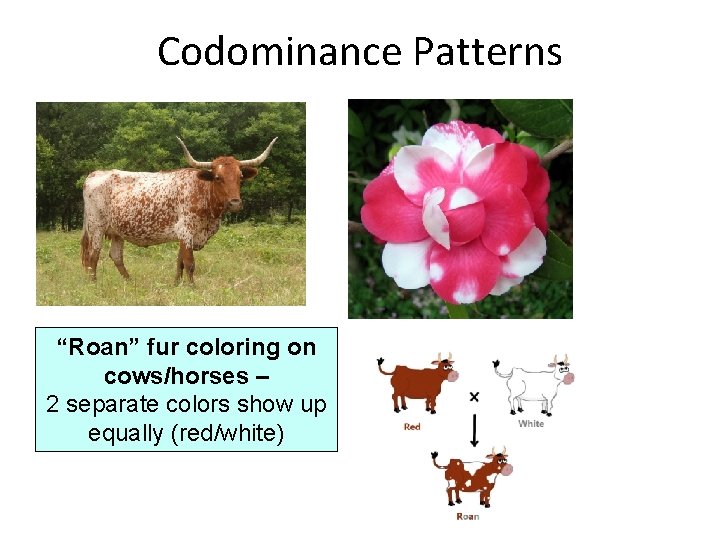 Codominance Patterns “Roan” fur coloring on cows/horses – 2 separate colors show up equally