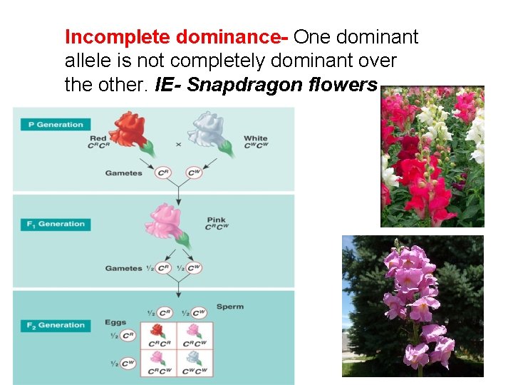 Incomplete dominance- One dominant allele is not completely dominant over the other. IE- Snapdragon