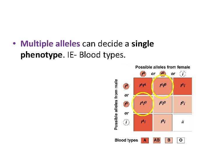  • Multiple alleles can decide a single phenotype. IE- Blood types. 